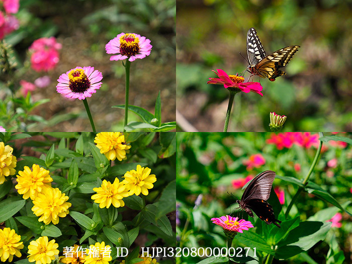 ヒャクニチソウに来るチョウ