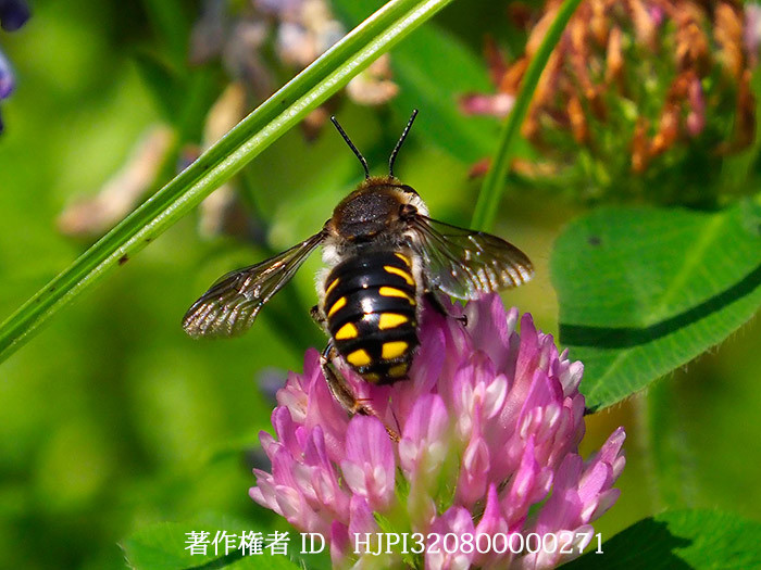 庭のトモンハナバチ　Anthidium septemspinosum