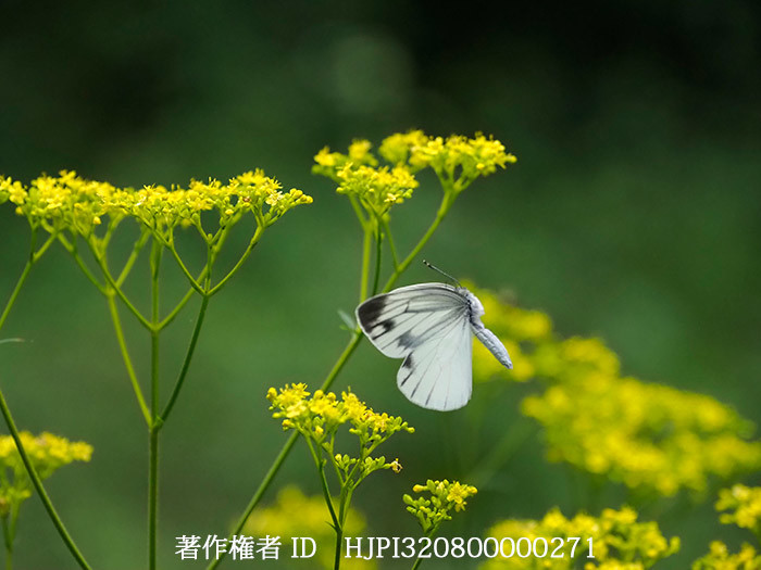 庭のオミナエシにヤマトスジグロシロチョウ　Pieris nesis