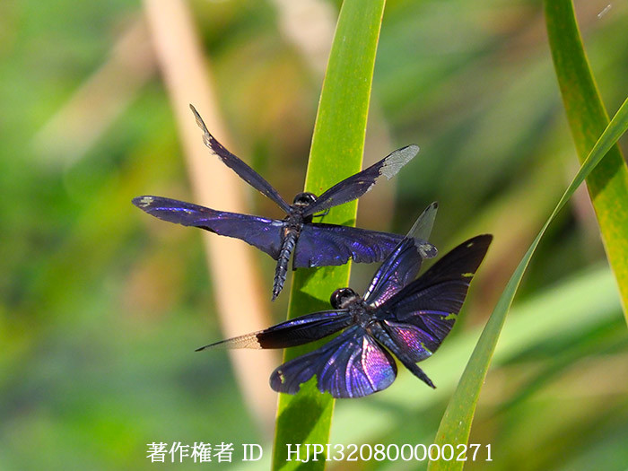 チョウトンボ　Rhyothemis fuliginosa
