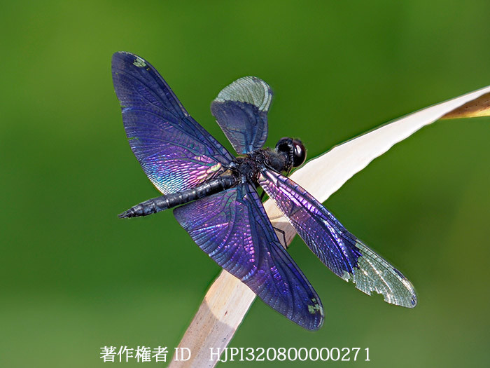 チョウトンボを深度合成で　Rhyothemis fuliginosa