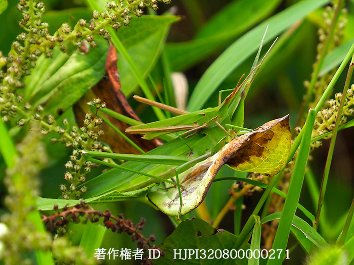 ショウリョウバッタの交尾　Acrida cinerea