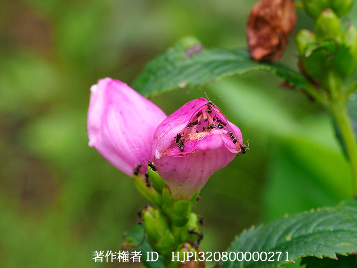 スピードリオン