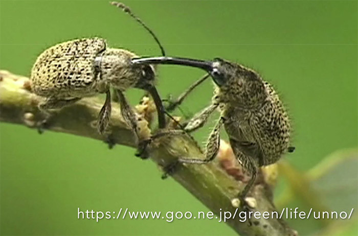 枝を切り落とすハイイロチョッキリ