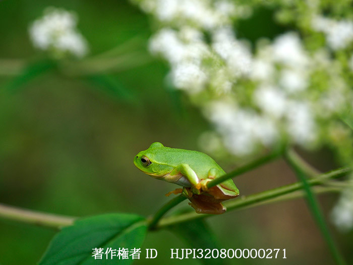 シュレーゲルアオガエル