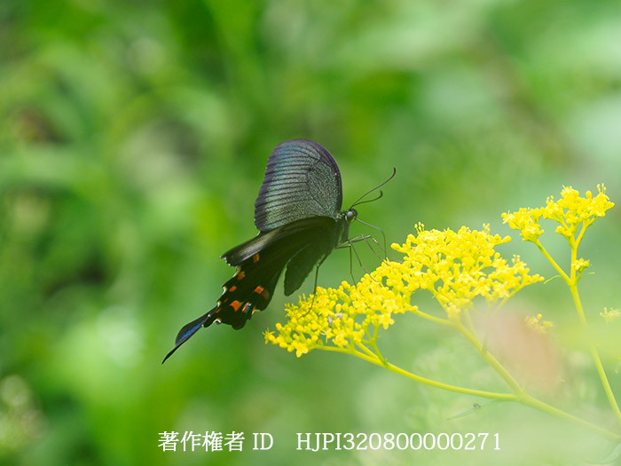 オミナエシにカラスアゲハ