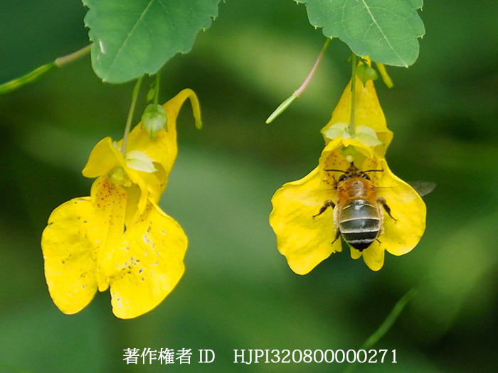 キツリフネの花にコシブトハナバチ