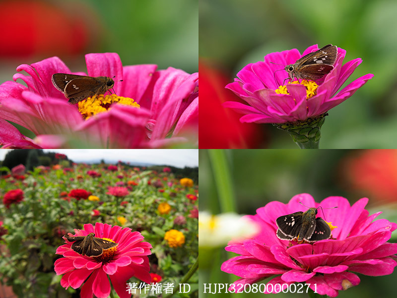 イチモンジセセリとオオチャバネセセリ