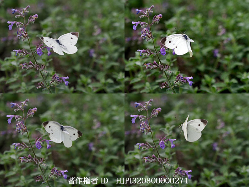 モンシロチョウの飛翔　連続写真