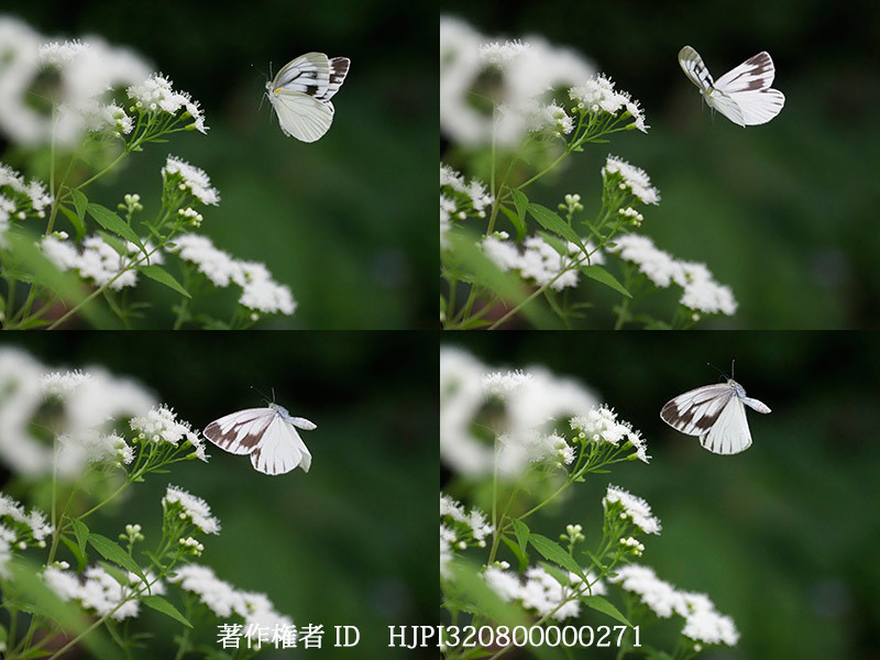 スジグロシロチョウの飛翔　連続写真