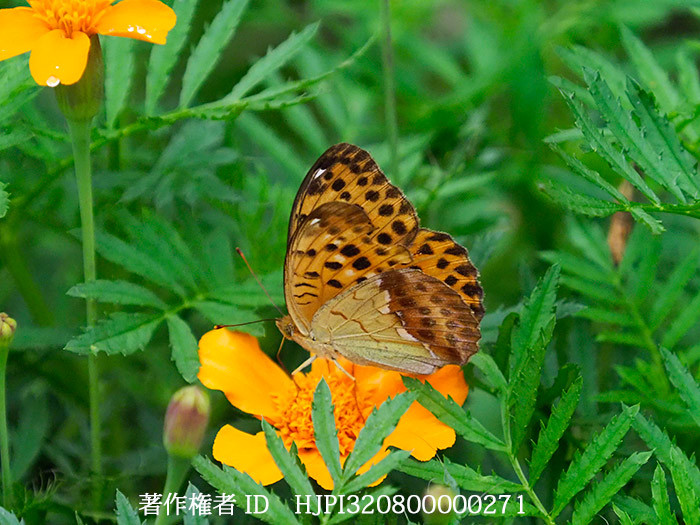 ウラギンスジヒョウモンのメス Argynnis adippe