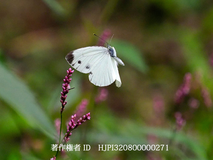 イヌタデ（赤まんま）にヤマトスジグロチョウ
