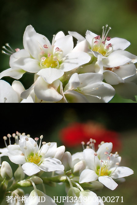 ソバの花の長柱花と短柱花