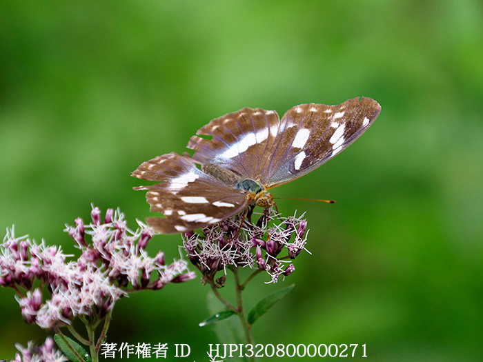 フジバカマにメスグロヒョウモン　Damora sagana