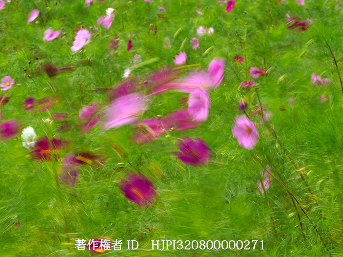 風に揺れるコスモス