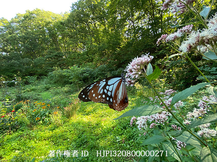 iphne11の超広角でアサギマダラ