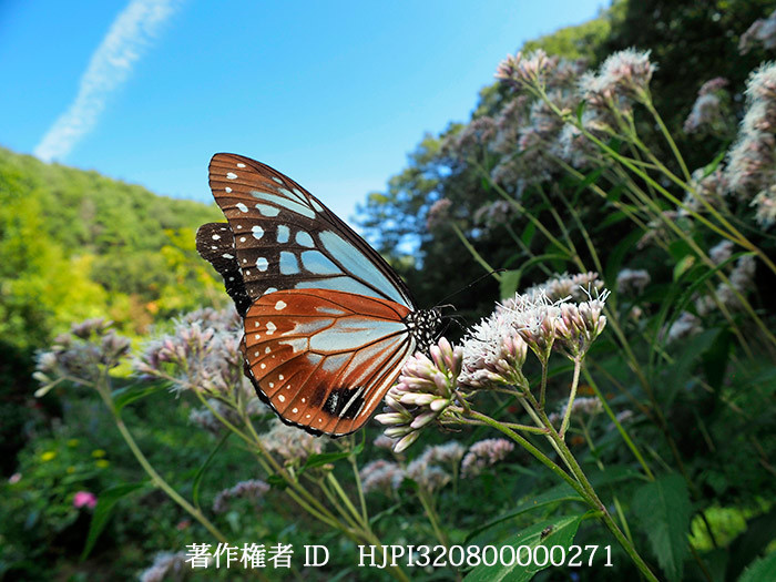 庭にやってきたアサギマダラ　Parantica sita