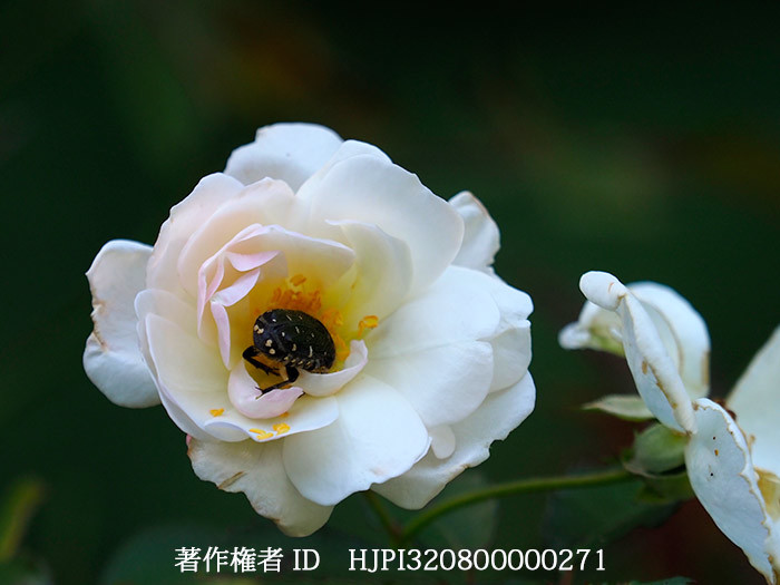 バラにコアオハナムグリ