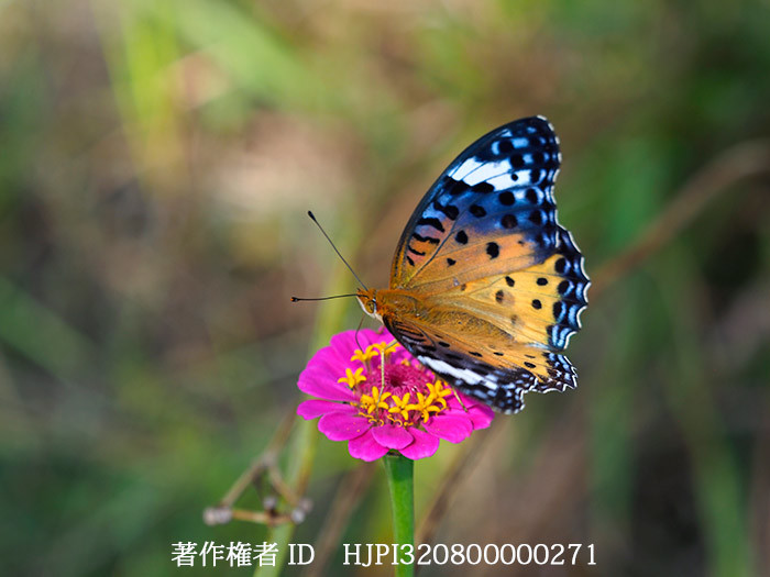 美しいツマグロヒョウモンのメス　Argyreus hyperbius