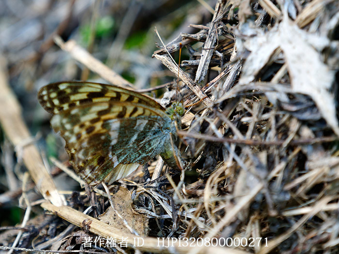 ミドリヒョウモンの産卵　Argynnis paphia