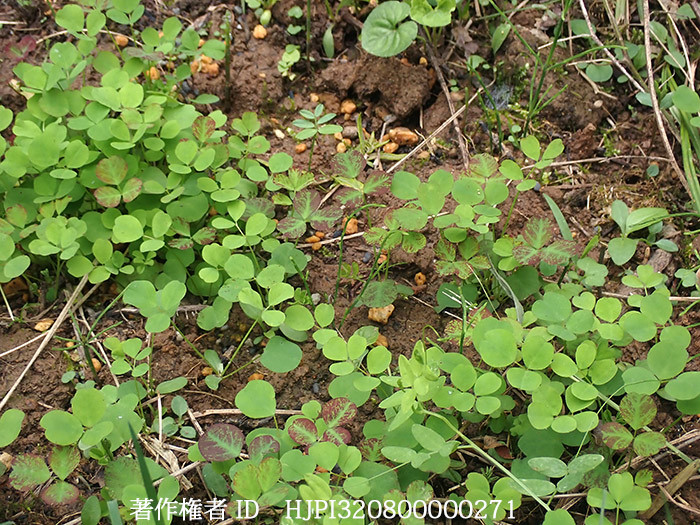レンゲの芽生え
