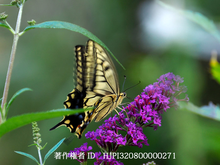 ブッドレアにキアゲハ