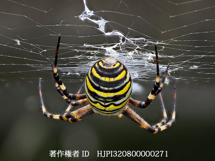 コガネグモを深度合成で