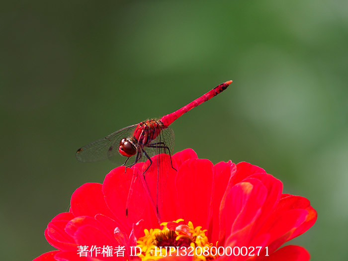 庭のナツアカネ　Sympetrum darwinianum