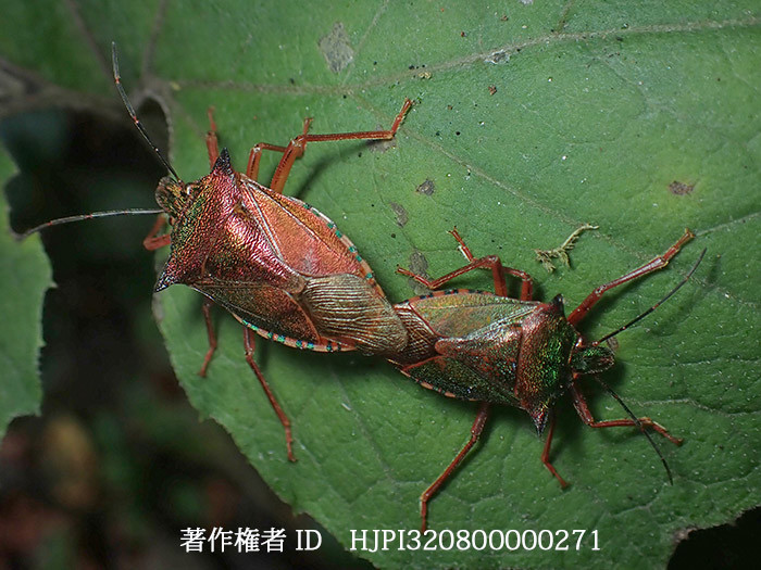 アオクチブトカメムシの交尾　Dinorhynchus dybowskyi