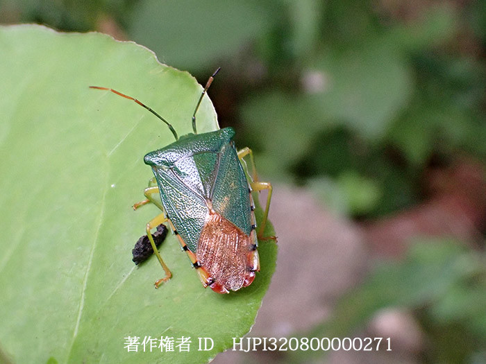 セアカツノカメムシ　Acanthosoma denticaudum