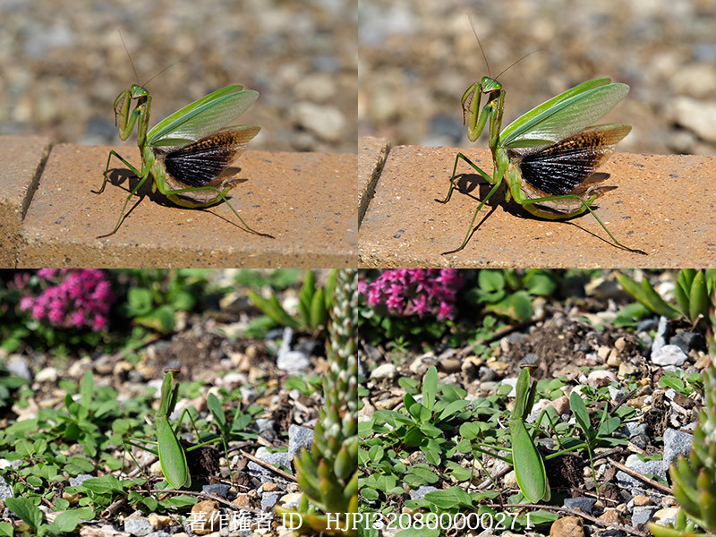 オオカマキリを深度合成で