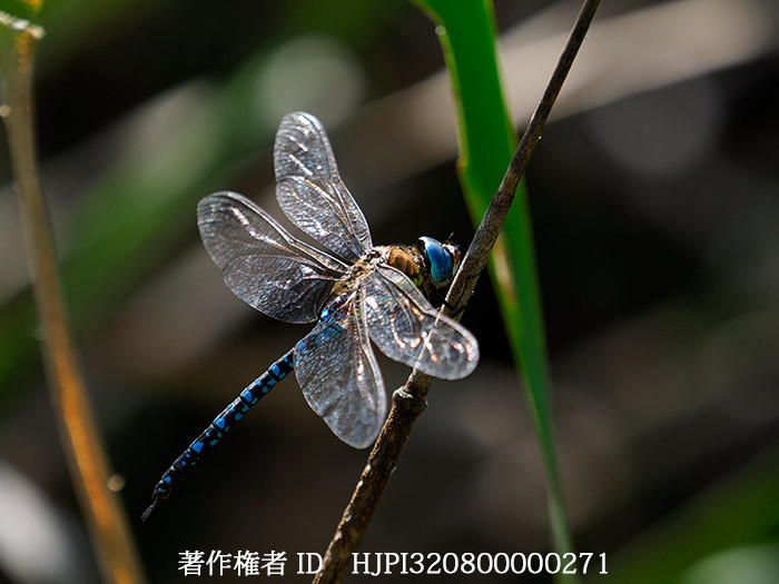 マダラヤンマ　Aeshna mixta