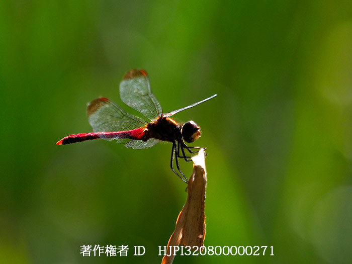 リスアカネ　Sympetrum risi