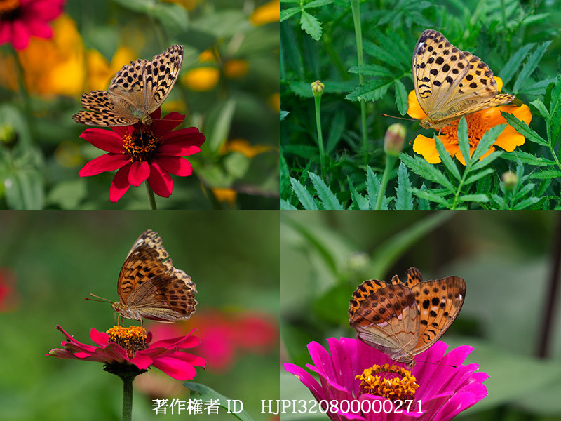 庭のウラギンスジヒョウモンとオオウラギンスジヒョウモンのメス