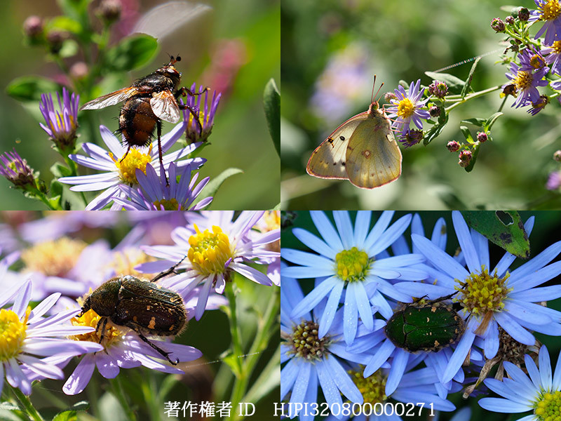 ノコンギクに来た虫たち