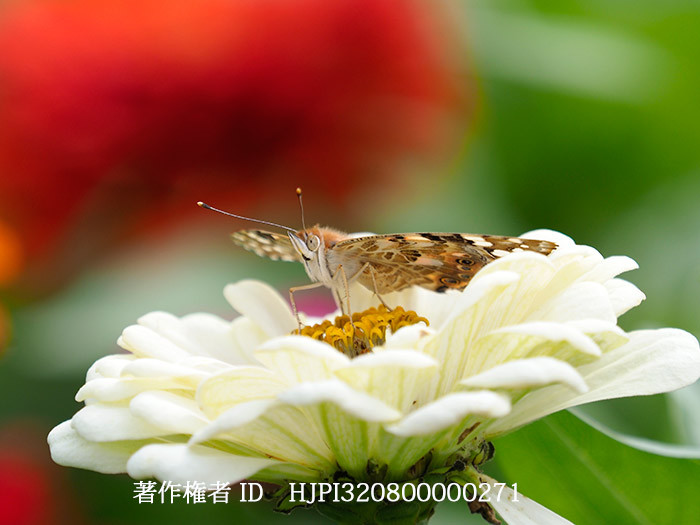 今日から沖縄へ