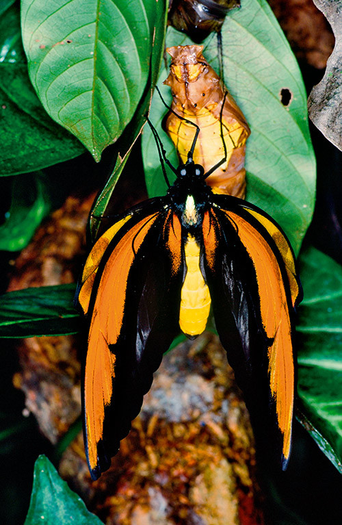 今日から西パプアへ