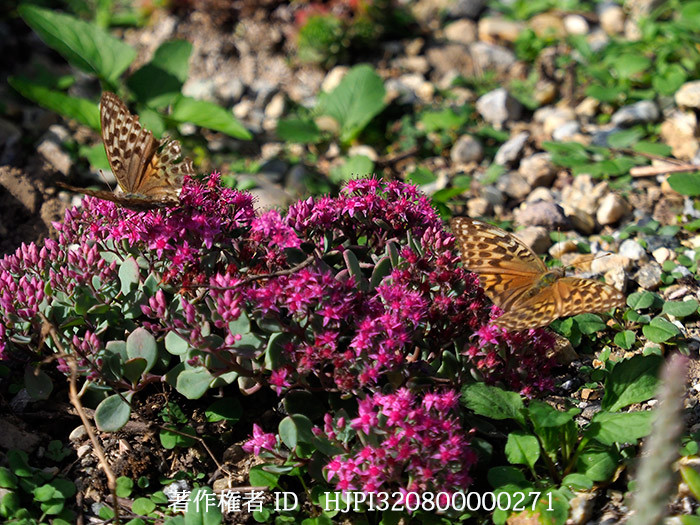 ミセバヤの花はチョウがくる