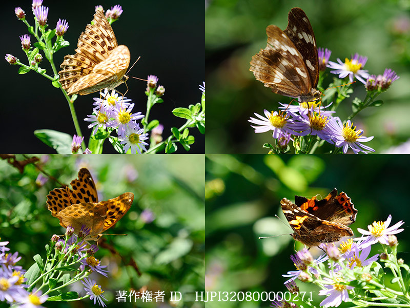 ノコンギクに来たチョウ