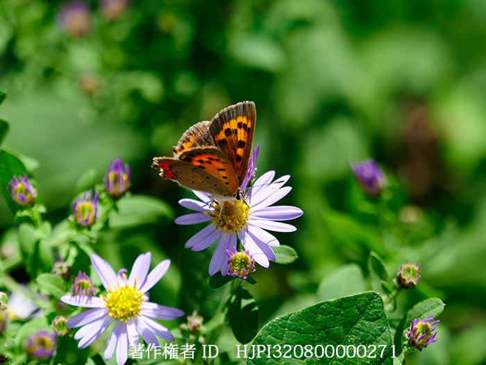 ノコンギクにベニシジミ　Lycaena phlaeas