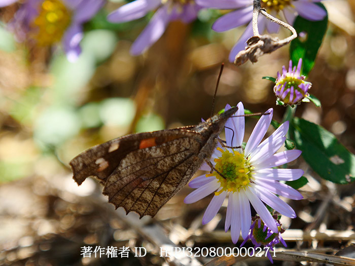 ノコンギクにテングチョウ　Libythea celtis