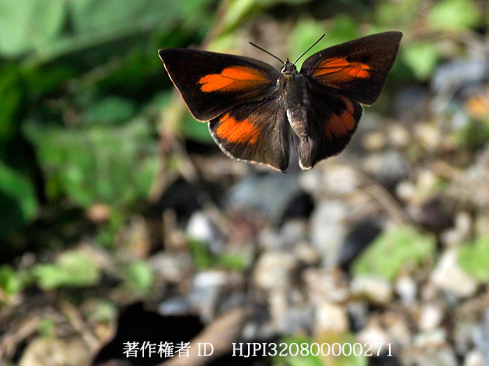 ウラギンシジミ、オスの飛翔　Curetis acuta paracuta