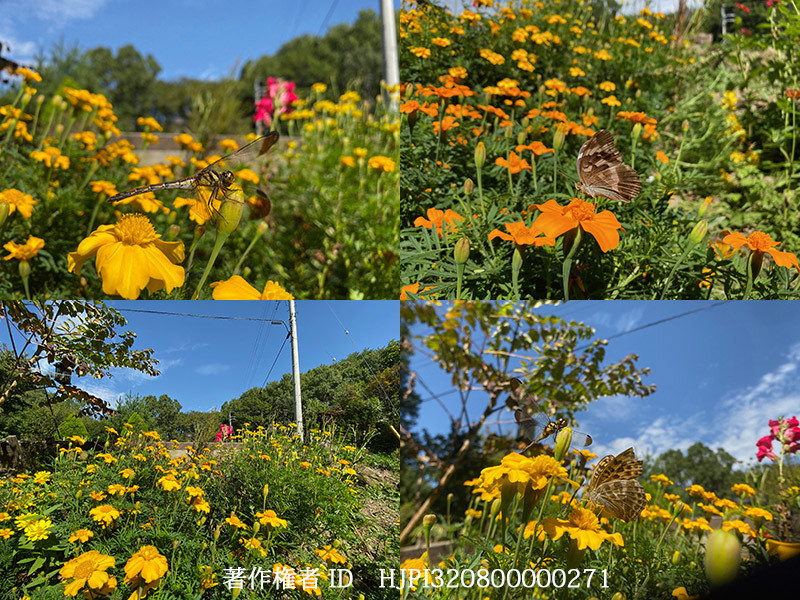 Iphone11の超広角レンズの考察