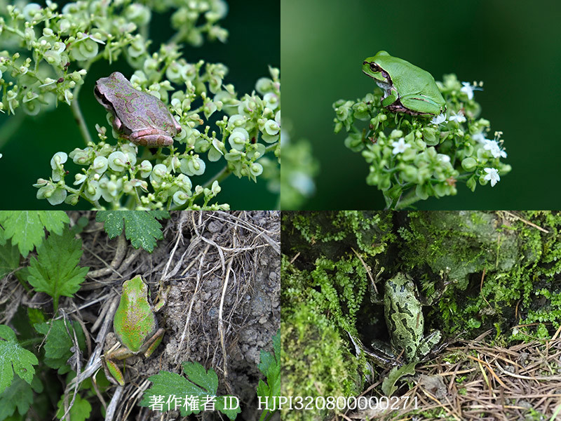 様々なアマガエル