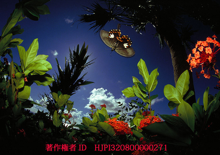 32年前のモンキアゲハ