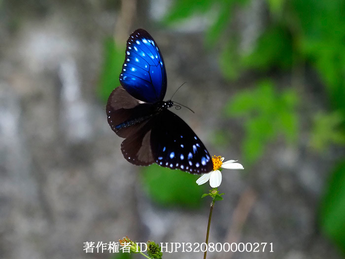 ツマムラサキマダラのオス　Euploea mulciber