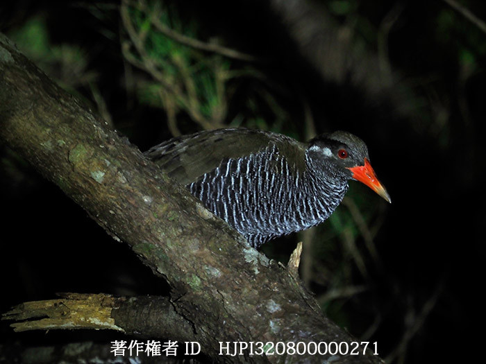 ヤンバルクイナ　Gallirallus okinawae