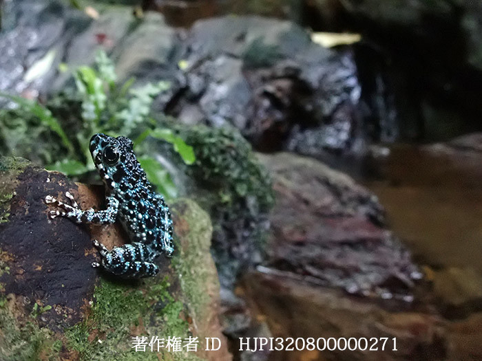 イシカワガエル　Rana ishikawae