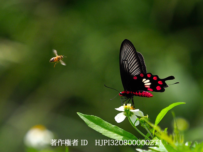 ベニモンアゲハとミツバチ　Pachiliopta aristrochiae