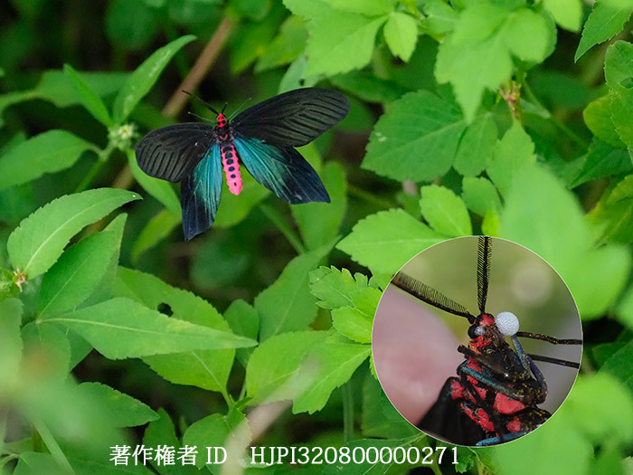 クロツバメの飛翔と毒の泡　Histia flabellicornis